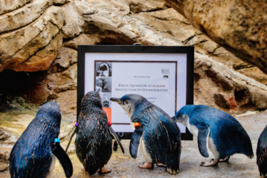 Birch Aquarium at UC San Diego Celebrates AZA Re-Accreditation as Gold Standard in Animal Care and Conservation