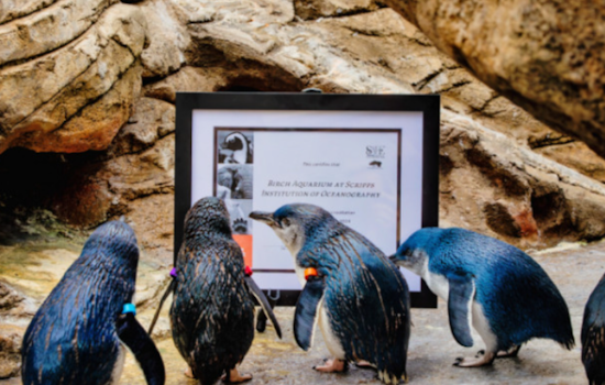 Birch Aquarium at UC San Diego Celebrates AZA Re-Accreditation as Gold Standard in Animal Care and Conservation