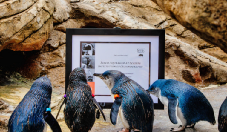 Is San Diego Zoo Aza Accredited Birch Aquarium at UC San Diego Celebrates AZA Re-Accreditation as Gold