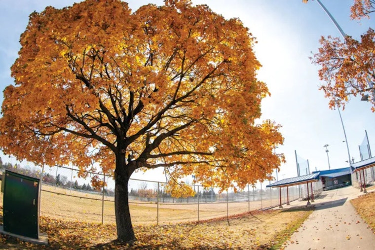 Bloomington's Annual Arbor Day Tree Sale Invites Residents to Grow Urban Canopy