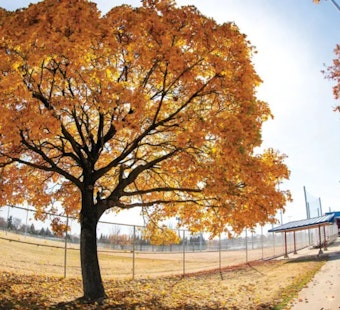 Bloomington's Annual Arbor Day Tree Sale Invites Residents to Grow Urban Canopy