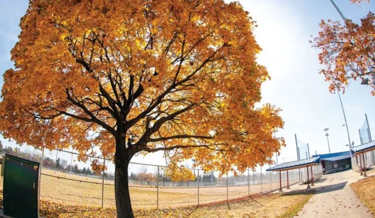 Bloomington's Annual Arbor Day Tree Sale Invites Residents to Grow Urban Canopy