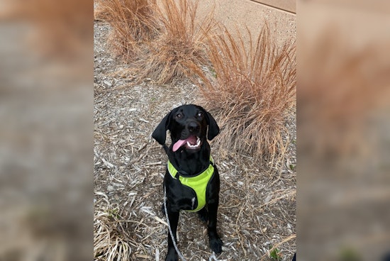 Brooklyn Park Police Seek Owner of Lost Dog Found in Minneapolis Area