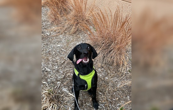 Brooklyn Park Police Seek Owner of Lost Dog Found in Minneapolis Area