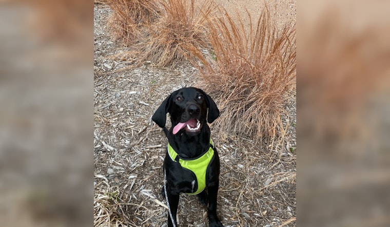 Brooklyn Park Police Seek Owner of Lost Dog Found in Minneapolis Area