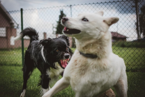 Broward County Residents Urge Officials to Label Neighborhood Dogs Dangerous After Attacks on Children