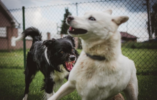 Broward County Residents Urge Officials to Label Neighborhood Dogs Dangerous After Attacks on Children