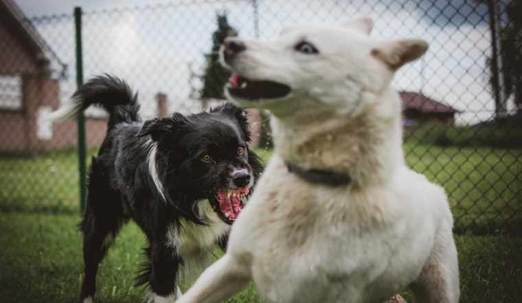 Broward County Residents Urge Officials to Label Neighborhood Dogs Dangerous After Attacks on Children