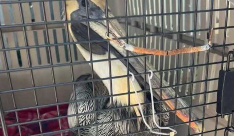 Broward Sheriff's Firefighters Heroically Rescue Pelican Entangled in Fishing Line off Dania Beach