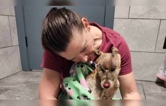 Burned Dog Phoenix Shows Remarkable Recovery in Texas, Foster Parent Hopes to Adopt