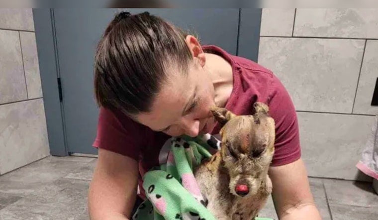 Burned Dog Phoenix Shows Remarkable Recovery in Texas, Foster Parent Hopes to Adopt