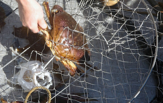 California Allocates $1.85 Million to Unveil 'Ropeless' Crab Traps, Aiding Marine Life and Fishermen