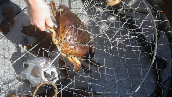 California Allocates $1.85 Million to Unveil 'Ropeless' Crab Traps, Aiding Marine Life and Fishermen