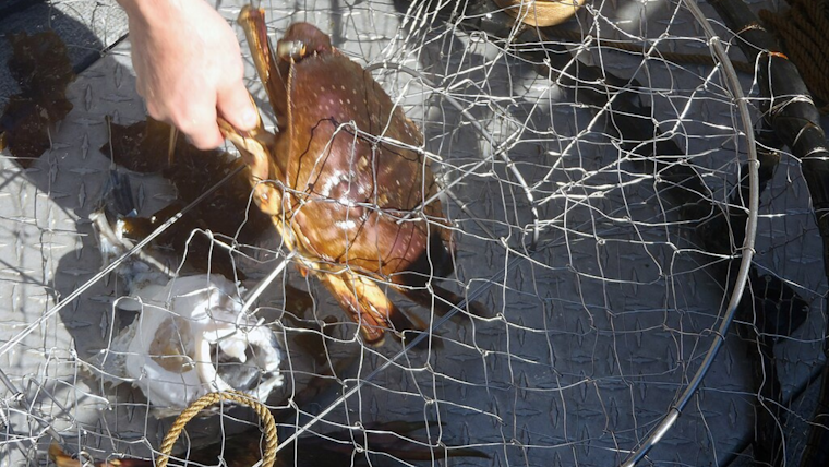 California Allocates $1.85 Million to Unveil 'Ropeless' Crab Traps