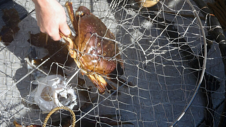 California Allocates $1.85 Million to Unveil 'Ropeless' Crab Traps, Aiding Marine Life and Fishermen
