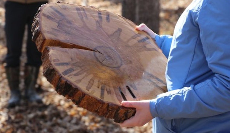 Carver County Welcomes Spring with Maple Syruping Events for Families