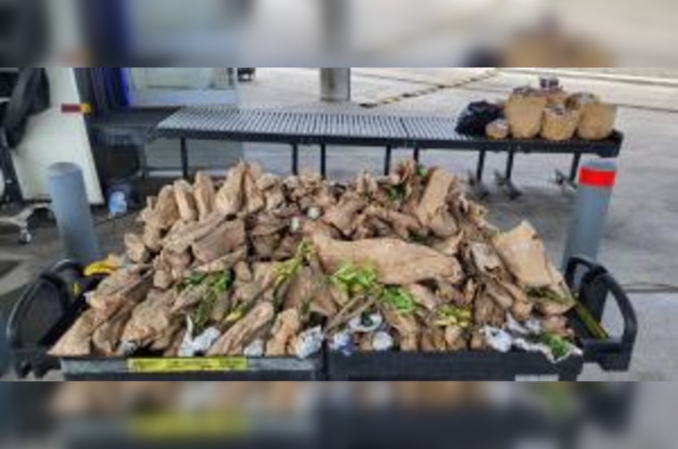 CBP Seizes Nearly 300 Hidden Plants at Juarez-Lincoln Bridge to Protect U.S. Agriculture