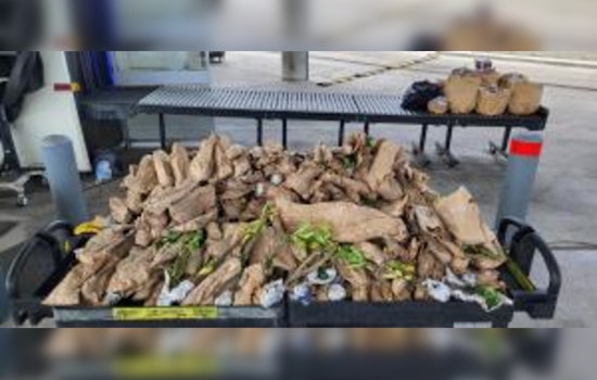 CBP Seizes Nearly 300 Hidden Plants at Juarez-Lincoln Bridge to Protect U.S. Agriculture