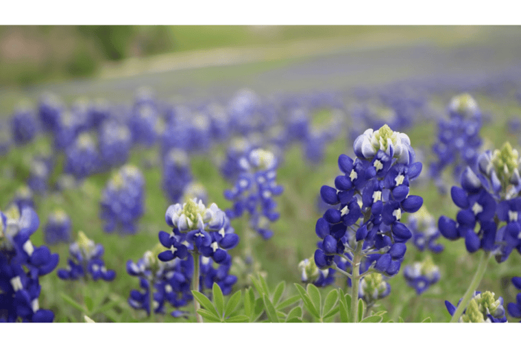 Central Texas Highways Bloom with Bluebonnets as TxDOT's Wildflower Program Flourishes