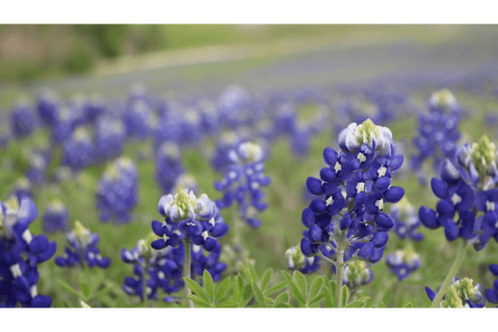 Central Texas Highways Bloom with Bluebonnets as TxDOT's Wildflower Program Flourishes