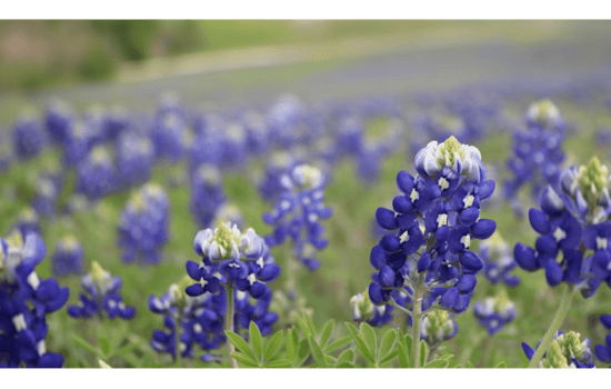 Central Texas Highways Bloom with Bluebonnets as TxDOT's Wildflower Program Flourishes