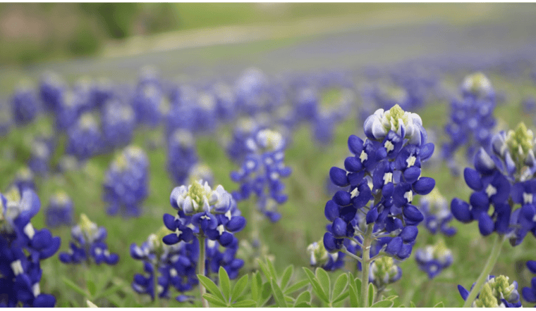 Central Texas Highways Bloom with Bluebonnets as TxDOT's Wildflower Program Flourishes