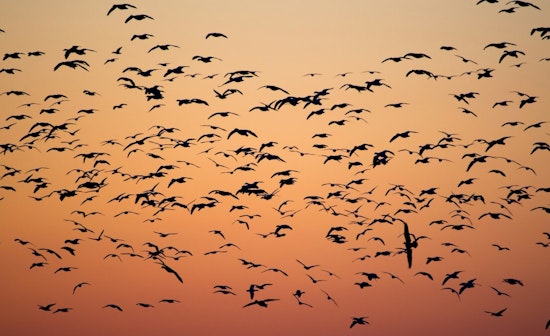 Chicago Advocates Champion Bird-Safe Buildings After Tragic 1,000 Bird Collision Event