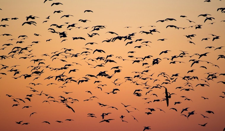 Chicago Advocates Champion Bird-Safe Buildings After Tragic 1,000 Bird Collision Event