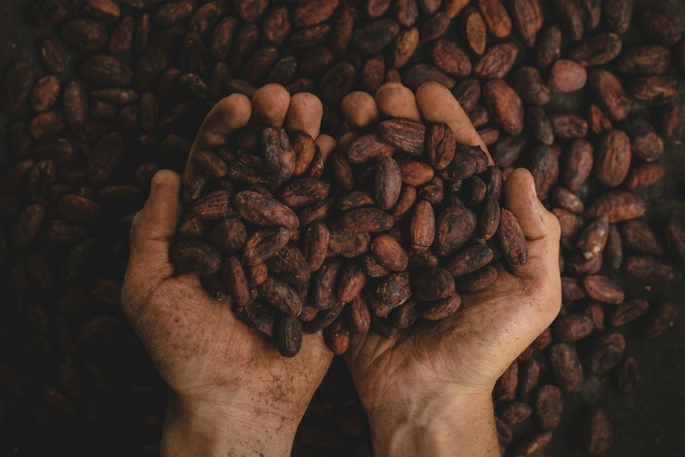 Chicago Chocolatiers Face Sour Note with Cocoa Price Spike as Easter Demand Heats Up
