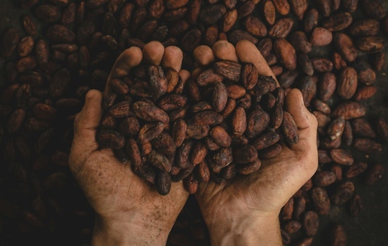 Chicago Chocolatiers Face Sour Note with Cocoa Price Spike as Easter Demand Heats Up