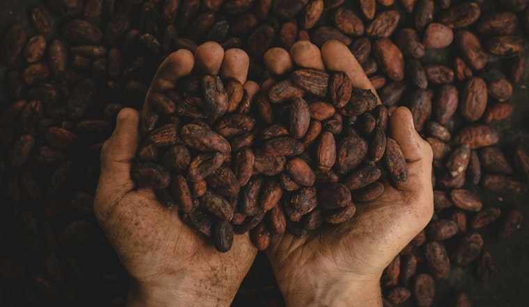 Chicago Chocolatiers Face Sour Note with Cocoa Price Spike as Easter Demand Heats Up