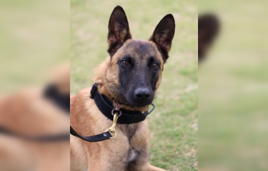 Cobb County Police Enhance K-9 Protection with New Safety Measures After Tragic Heat-Related Death