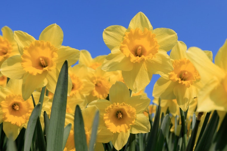 Cobb County's Smith-Gilbert Gardens Introduces 'Art Hatch', a Fresh Approach to Easter Egg Hunts