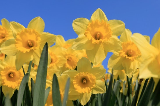 Cobb County's Smith-Gilbert Gardens Introduces 'Art Hatch', a Fresh Approach to Easter Egg Hunts