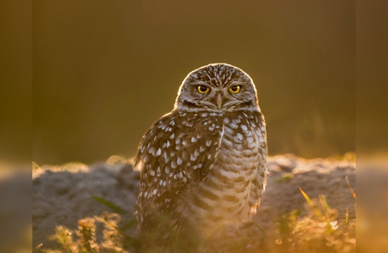 Conservationists Petition for Endangered Status for California's Burrowing Owls Amid Habitat Loss