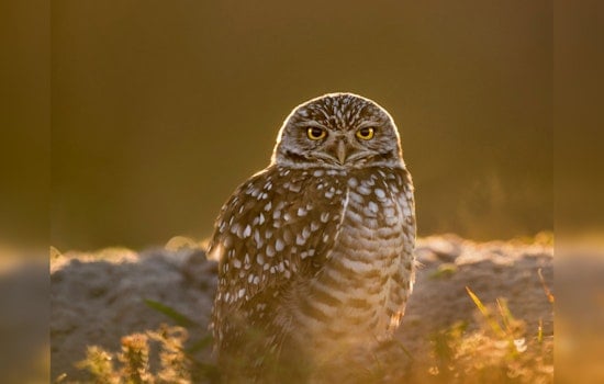 Conservationists Petition for Endangered Status for California's Burrowing Owls Amid Habitat Loss