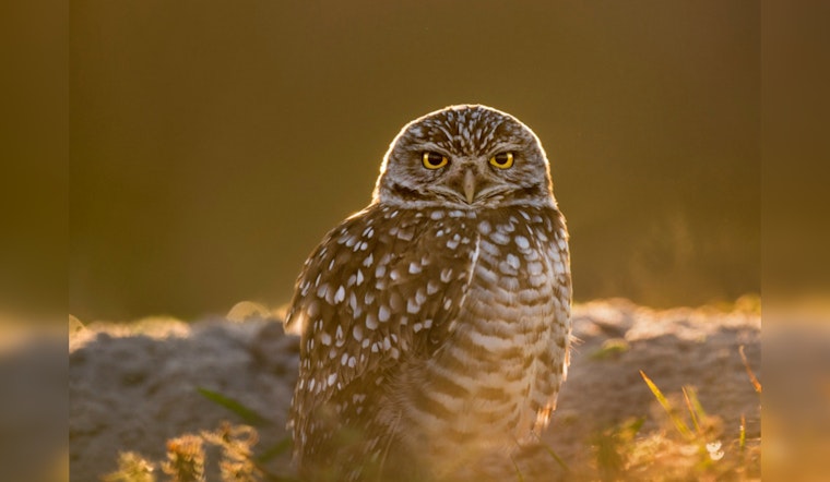 Conservationists Petition for Endangered Status for California's Burrowing Owls Amid Habitat Loss