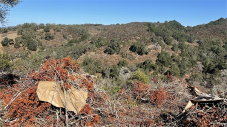 Controlled Pile Burns at Stanford's Jasper Ridge to Bolster Wildfire Defense and Spark Scientific Inquiry