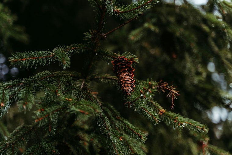 Coon Rapids Launches 2024 Arbor Day Plant Sale with Decorative Trees, Shrubs, and Native Kits