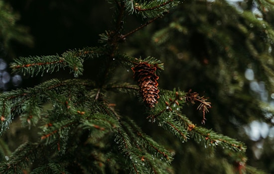 Coon Rapids Launches 2024 Arbor Day Plant Sale with Decorative Trees, Shrubs, and Native Kits