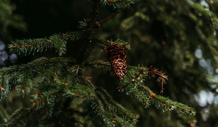 Coon Rapids Launches 2024 Arbor Day Plant Sale with Decorative Trees, Shrubs, and Native Kits
