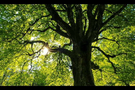 Coon Rapids Offers Wholesale Tree and Shrub Sale to Residents for Spring Beautification