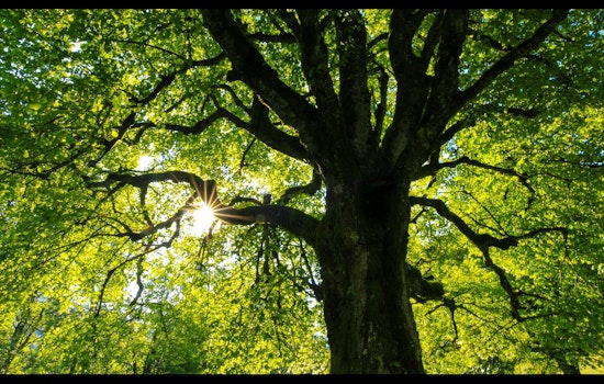 Coon Rapids Offers Wholesale Tree and Shrub Sale to Residents for Spring Beautification