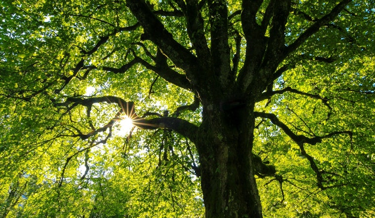 Coon Rapids Offers Wholesale Tree and Shrub Sale to Residents for Spring Beautification