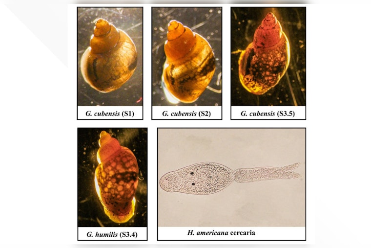Dangerous Dog-Killing Parasite Found in Colorado River, Warns UC Riverside Scientists