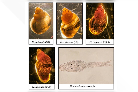 Dangerous Dog-Killing Parasite Found in Colorado River, Warns UC Riverside Scientists