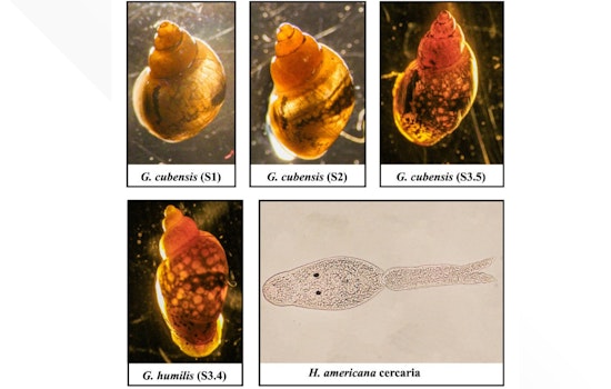 Dangerous Dog-Killing Parasite Found in Colorado River, Warns UC Riverside Scientists