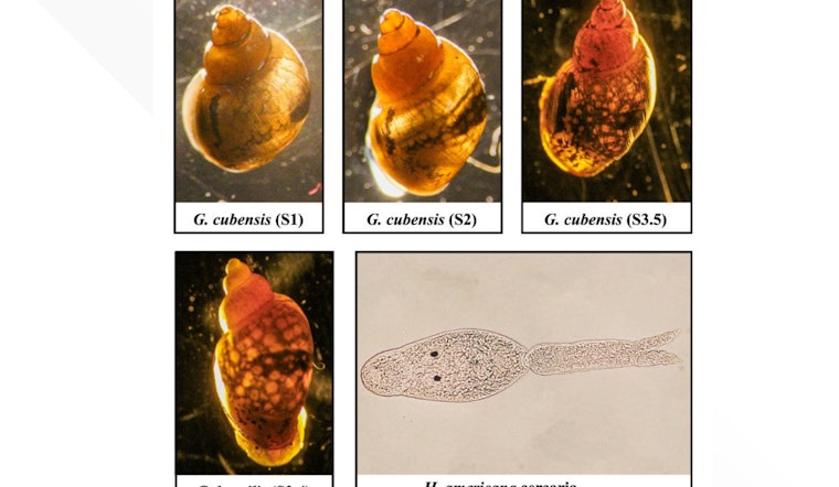 Dangerous Dog-Killing Parasite Found in Colorado River, Warns UC Riverside Scientists