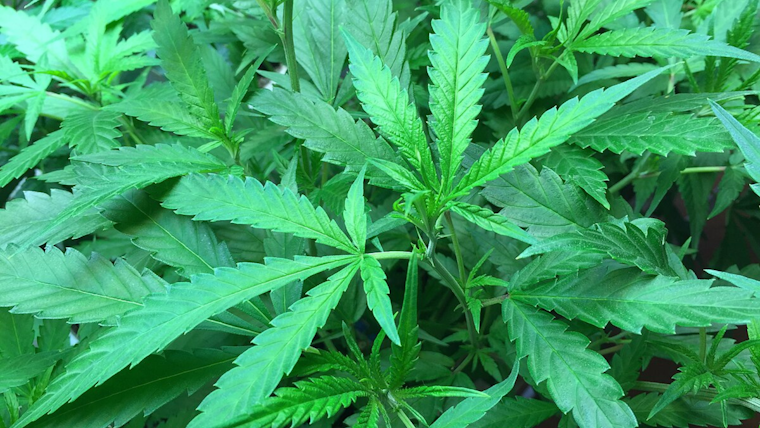 Detroit Leads Michigan Cities in Sharing Record $87 Million Marijuana Tax Windfall