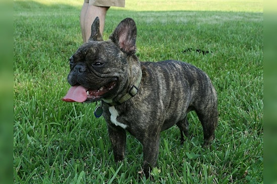 Detroit's Love for French Bulldogs Continues as City's Top Pet, AKC Rankings Show